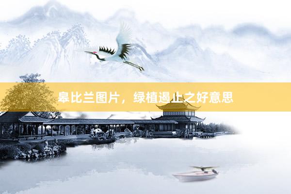 皋比兰图片，绿植遏止之好意思